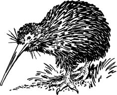236x192 Kiwi Birds Border