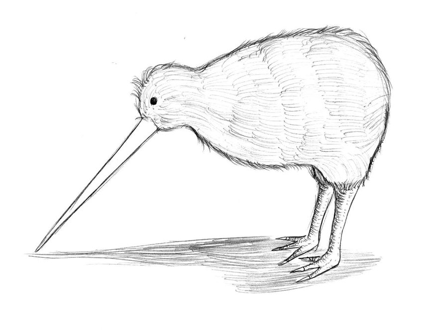 900x663 Kiwi Sketch By Greiso