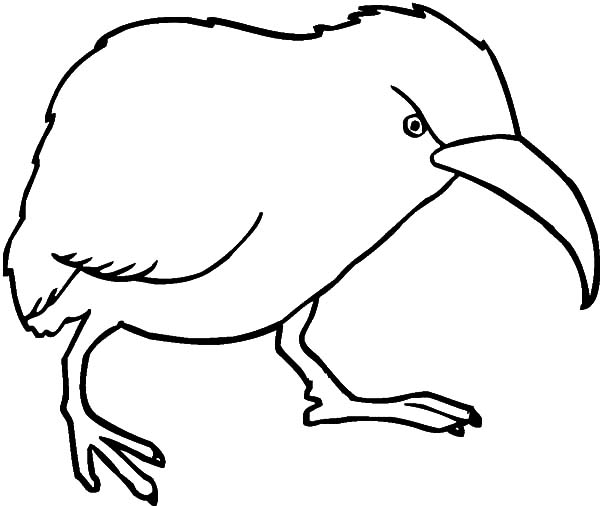 600x506 Angry Kiwi Bird Coloring Pages