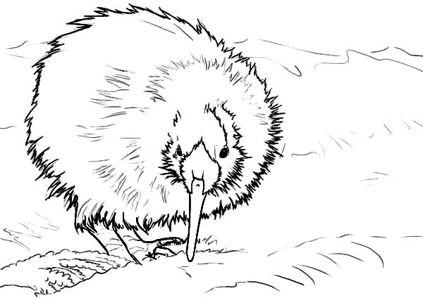 600x424 New Zealand Kiwi Bird Coloring Pages