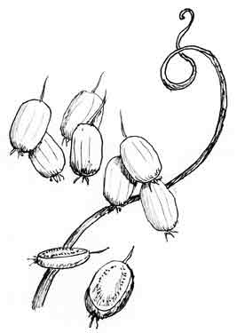 267x375 Elmore Roots Nursery, Ltspan Style=font Size 9pxgtllcltspangt Kiwi