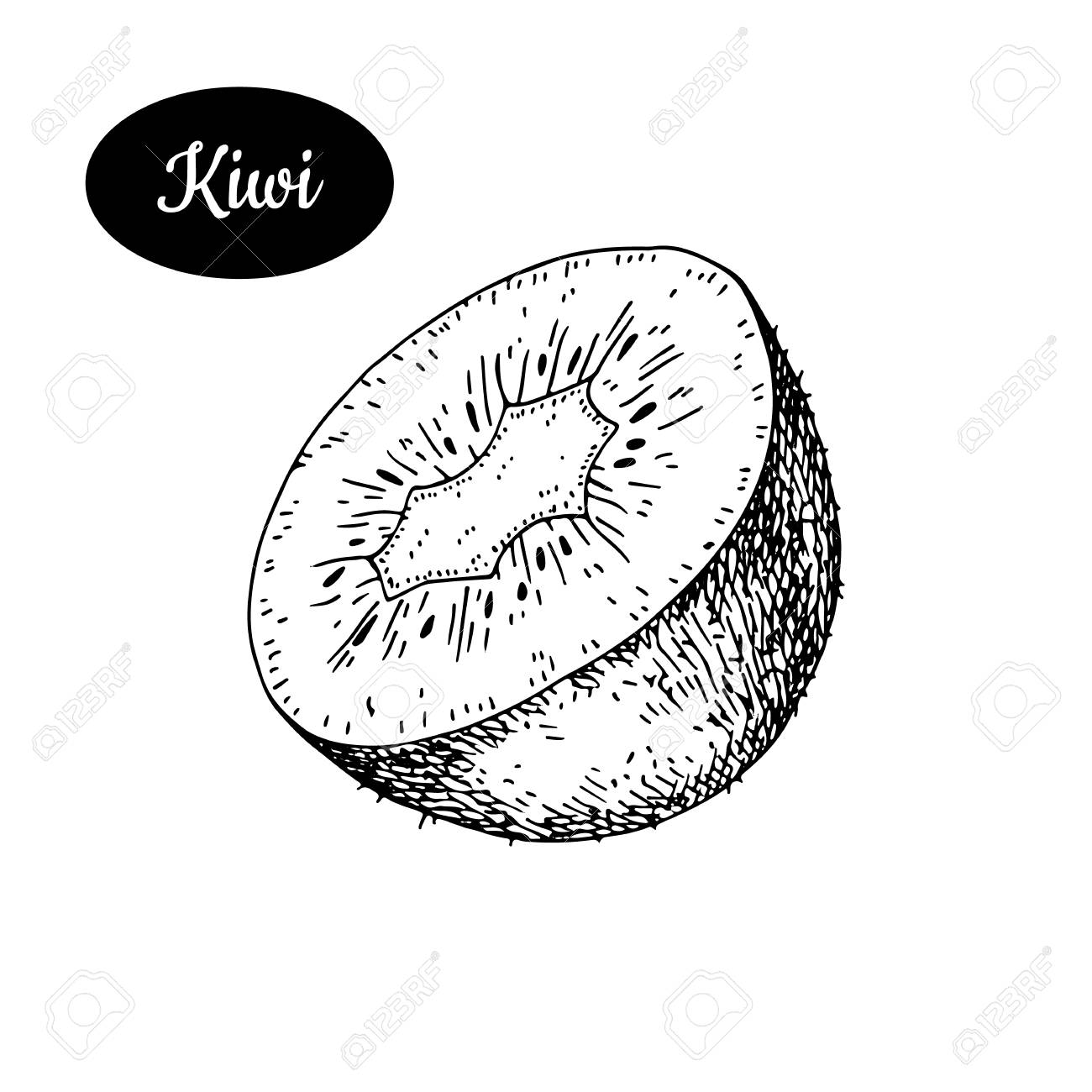 1300x1300 Fresh Kiwi. Hand Drawn Sketch Style Tropical Summer Fruit Vector