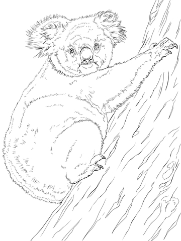 360x480 Koalas Coloring Pages Free Coloring Pages
