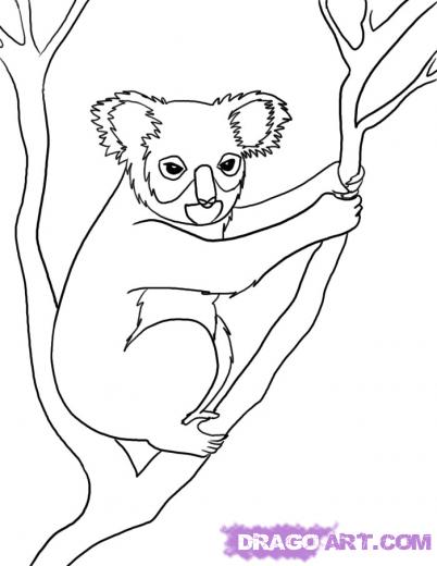 402x520 Drawn Koala