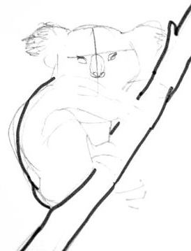 274x359 How To Draw A Koala