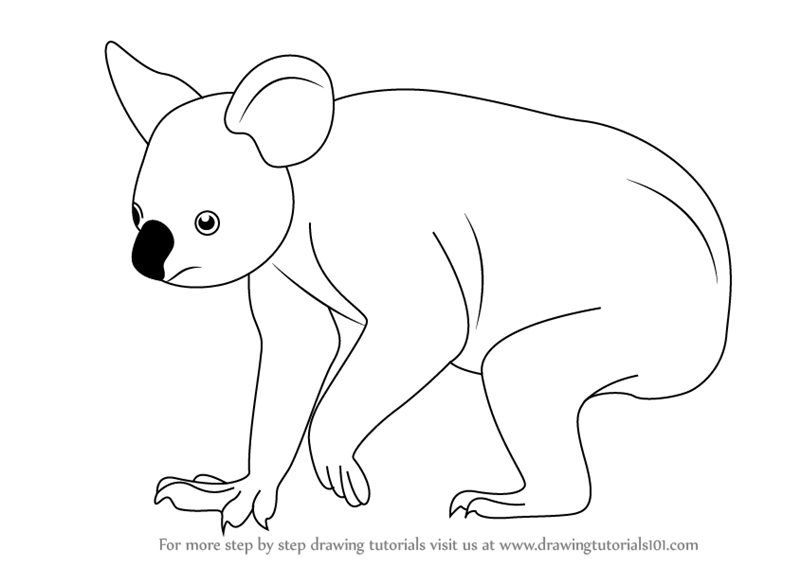 800x566 Learn How To Draw A Koala (Zoo Animals) Step By Step Drawing