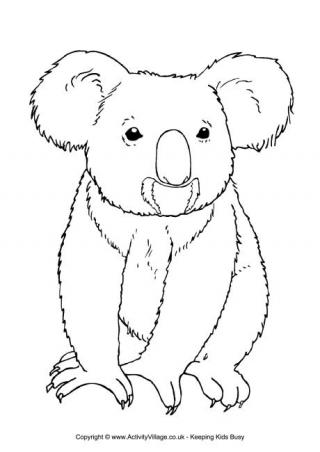 320x452 Koala Colouring Pages