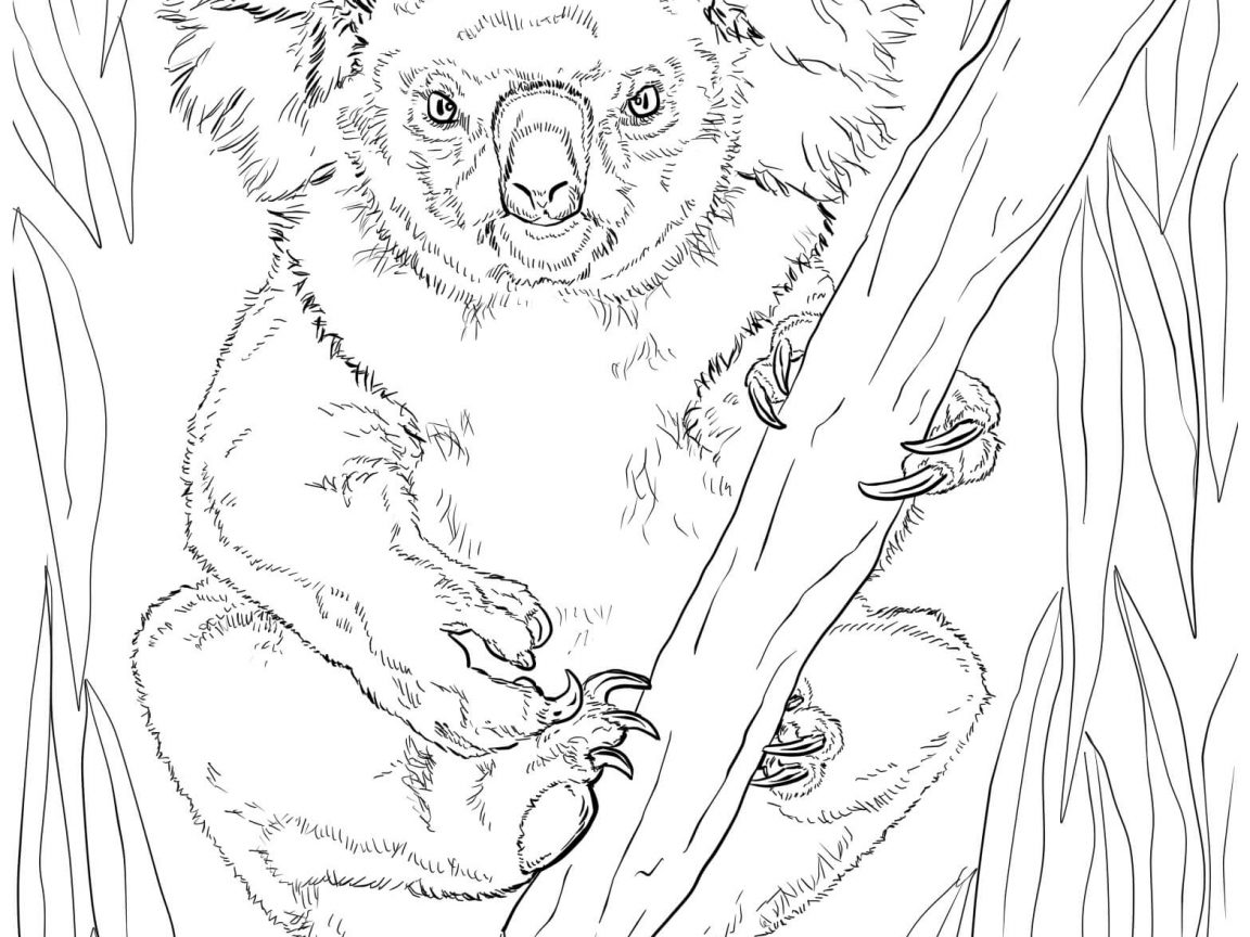 1152x864 Mother Koala And Baby Coloring Sheet Free Printable Pages Animals