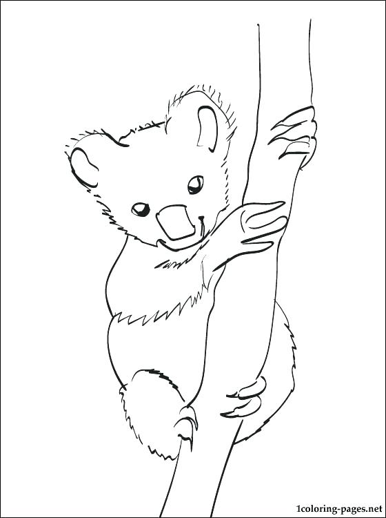 Koala Line Drawing at GetDrawings | Free download