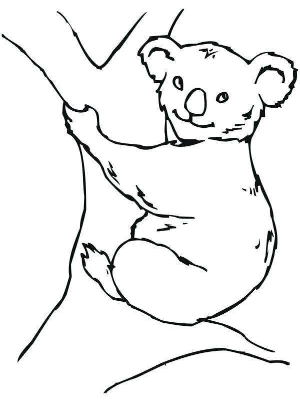 600x800 Koala Coloring Pages Coloring Pages Koalas Mammals Friendly Female