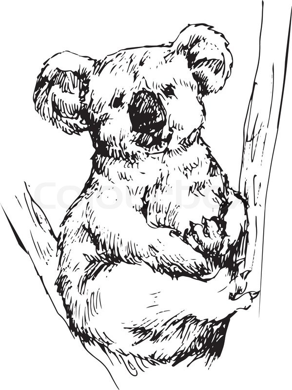 599x800 Vector Illustration Of Hand Drawn Koala Stock Vector Colourbox