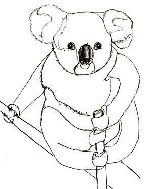 300x373 Koala Bear Drawing In Pencil, Step 6 Drawing Drawings