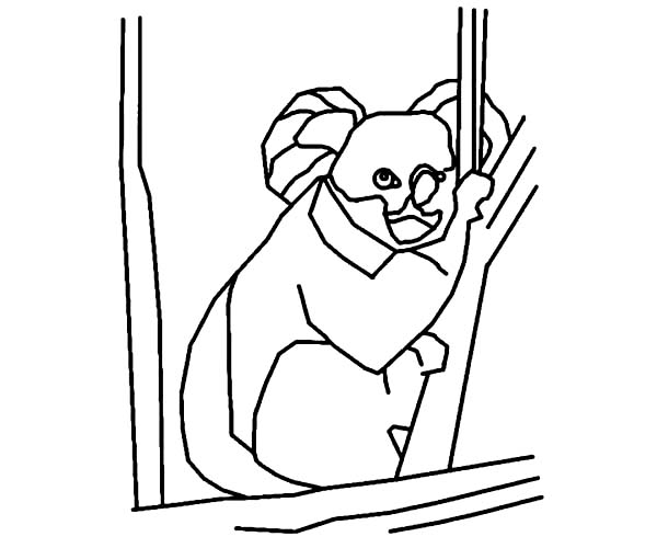 600x500 Koala Bear Outline Coloring Page Color Luna