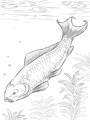 360x480 Koi Fish Coloring Page Free Printable Coloring Pages