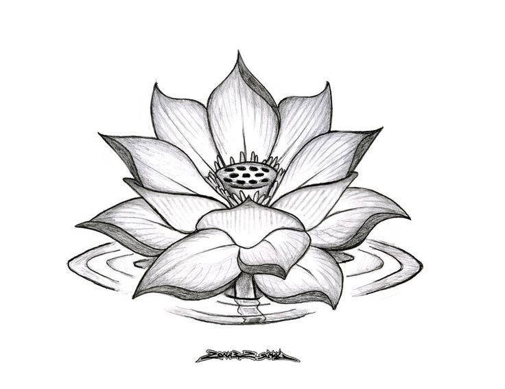 736x568 Flower Sketch