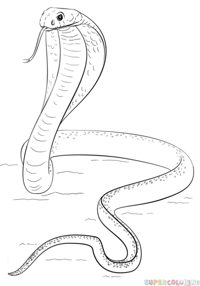 403x575 How To Draw A King Cobra Step By Step Drawing Tutorials Gourds