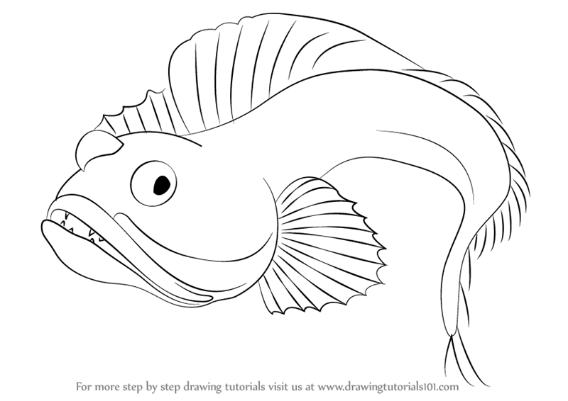 800x566 Learn How To Draw A Sarcastic Fringehead (Fishes) Step By Step