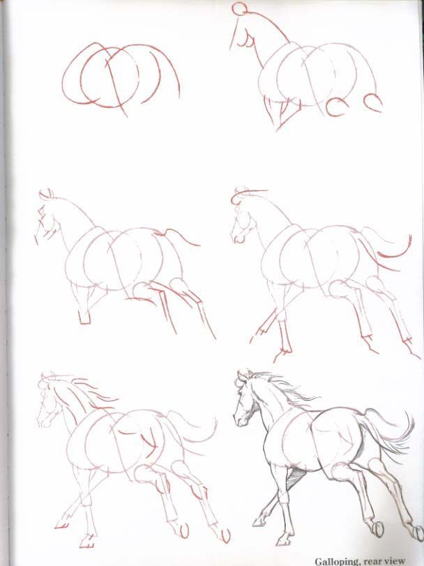 608x812 79 Best Drawing Tutorials Animals Images On Drawing