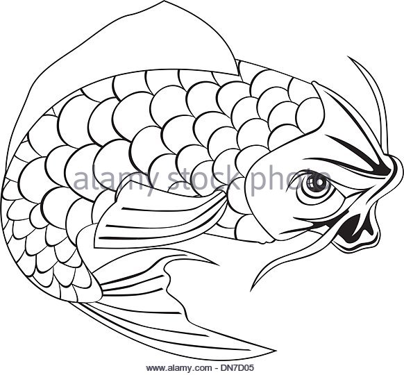 582x540 Koi Fish Black And White Stock Photos Amp Images