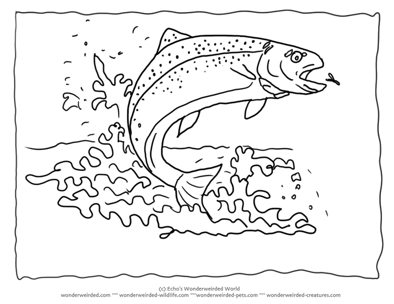 792x612 Fish Outline Drawing 474992