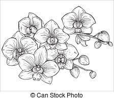 224x194 Coloring Pages Pond Koi Water Lilies