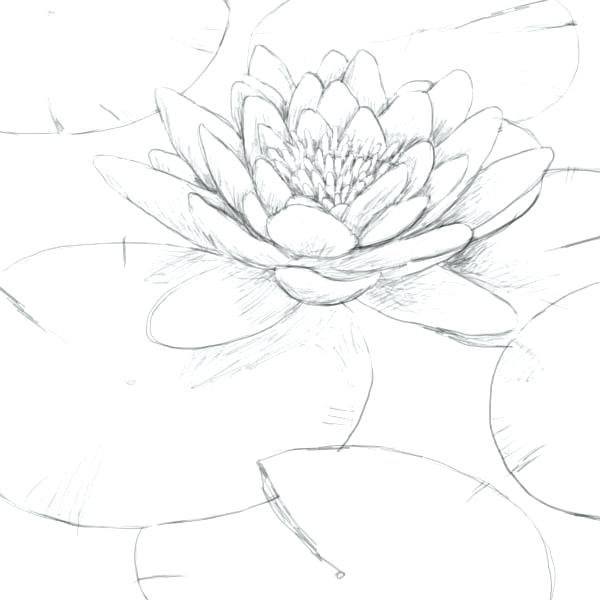 600x600 How To Plant A Water Lily Hsvredshorts.club