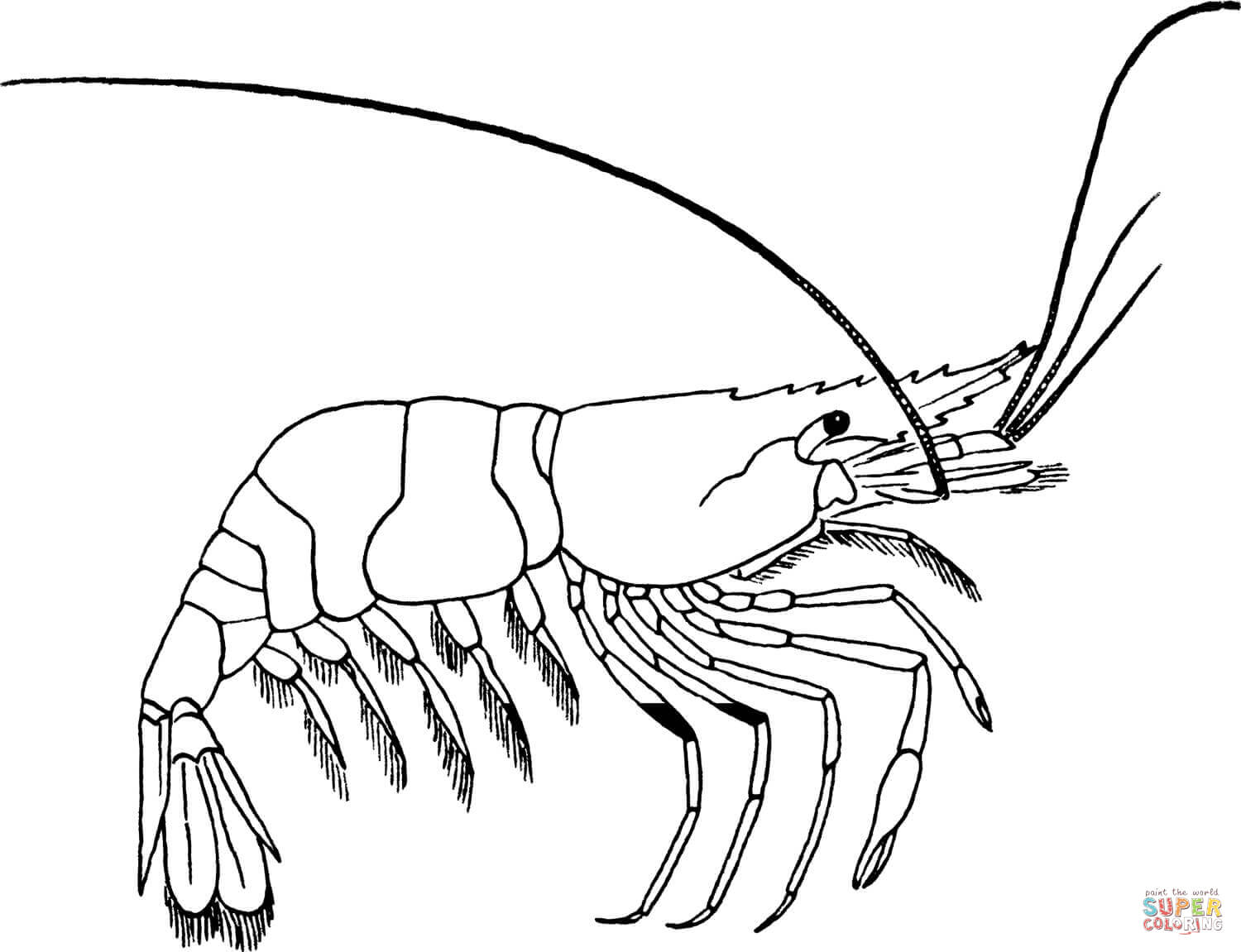 1500x1151 Prawn Coloring Page Free Printable Coloring Pages