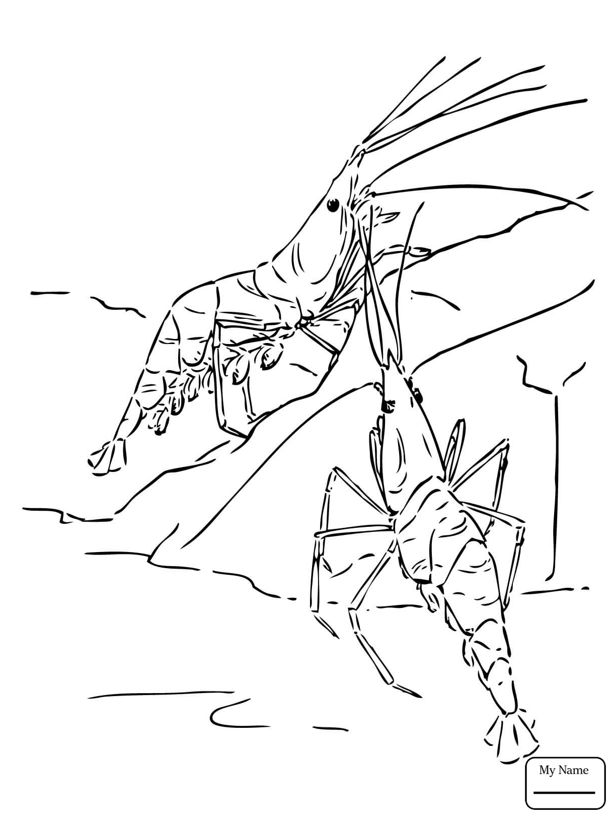 1224x1632 Crustacean Northern Krill Coloring Pages For Kids