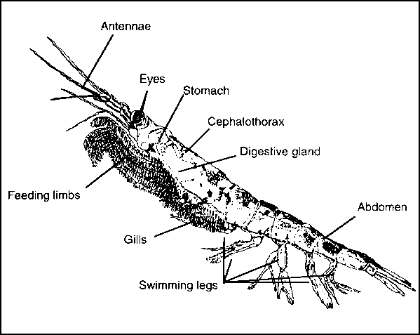 Krill Drawing at GetDrawings | Free download