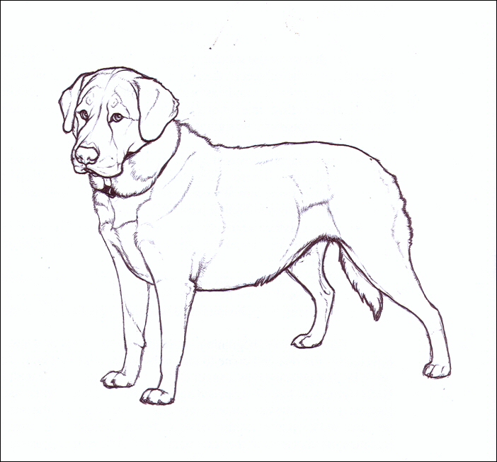 702x653 Drawing Labradors How To Draw Labradors