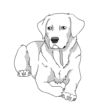 355x361 Lab Dog Drawings