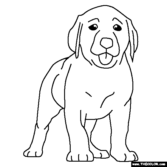 560x560 Labrador Coloring Pages