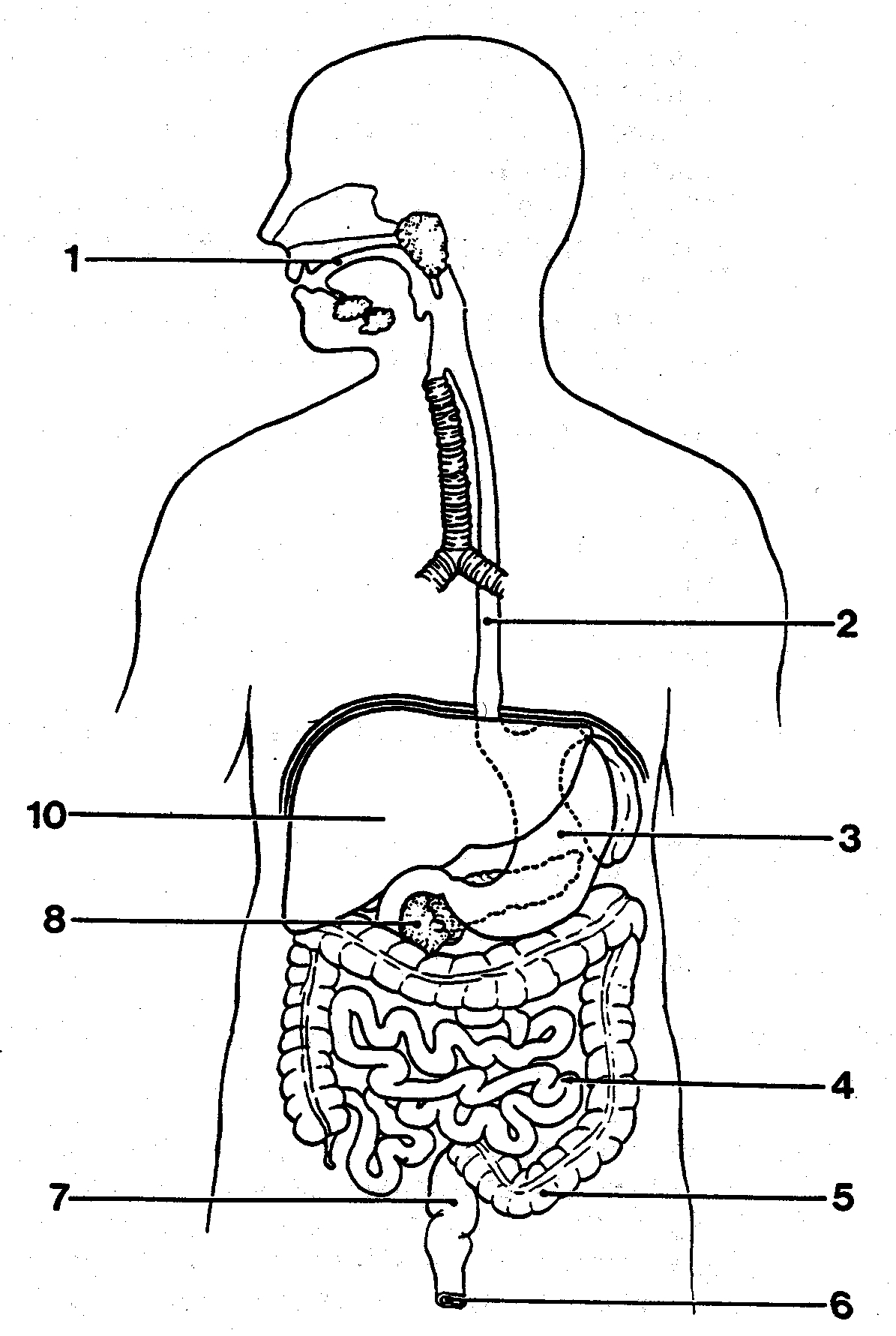 1195x1781 Draw The Digestive System And Label The Parts