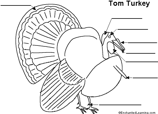 520x376 Label The Turkey Printout