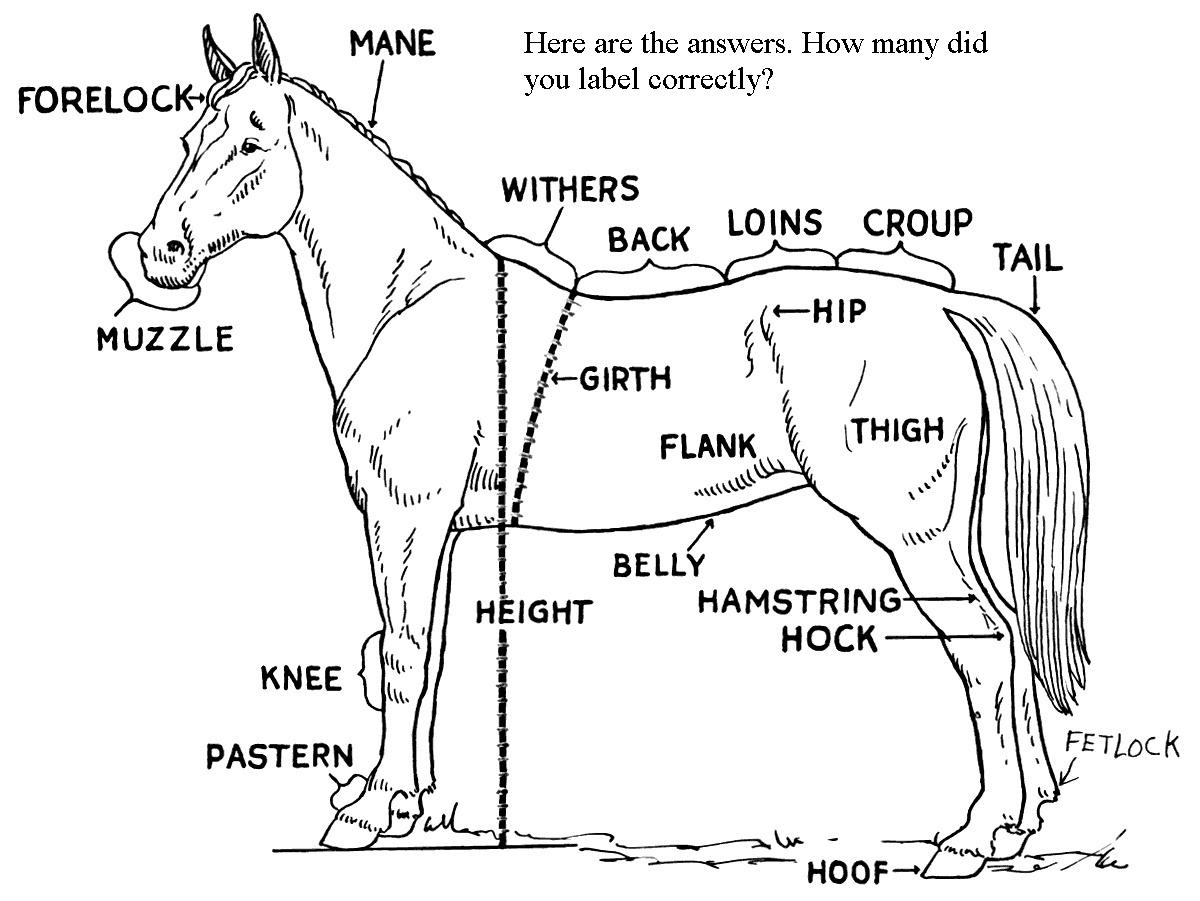 1200x901 The Mane Point Can You Label The Parts Of A Horse