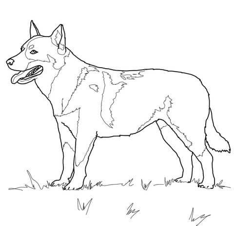 480x464 Australian Cattle Dog Coloring Page Free Printable Coloring Pages