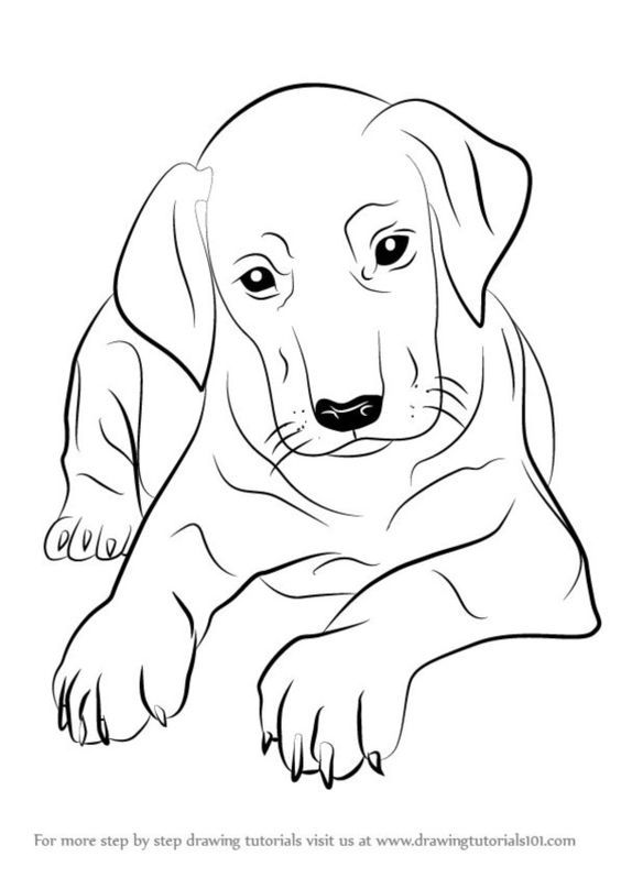 Labrador Retriever Drawing at GetDrawings | Free download