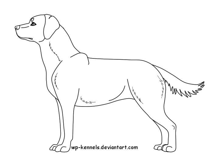 700x529 Free Labrador Retriever Lineart Female By Chaolithe