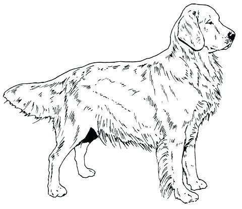 480x416 Labrador Retriever Coloring Pages Pin By On Coloring Pages
