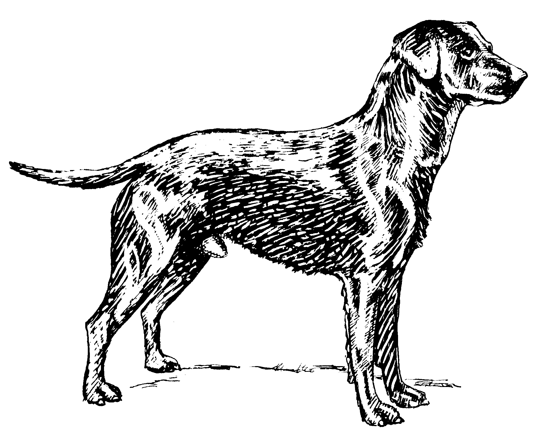 2109x1700 Fileretriever (Labrador) (Psf).png