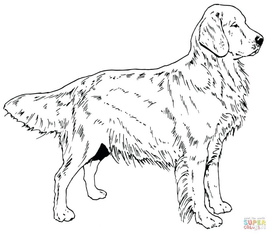 863x747 Golden Retriever Dog Labrador Coloring Pages Free Chocolate Lab