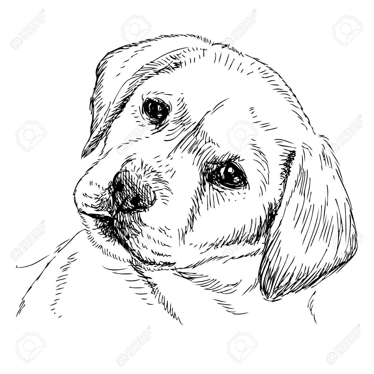 1300x1300 Image Of Labrador Retriever Puppy Hand Drawn Vector Royalty Free