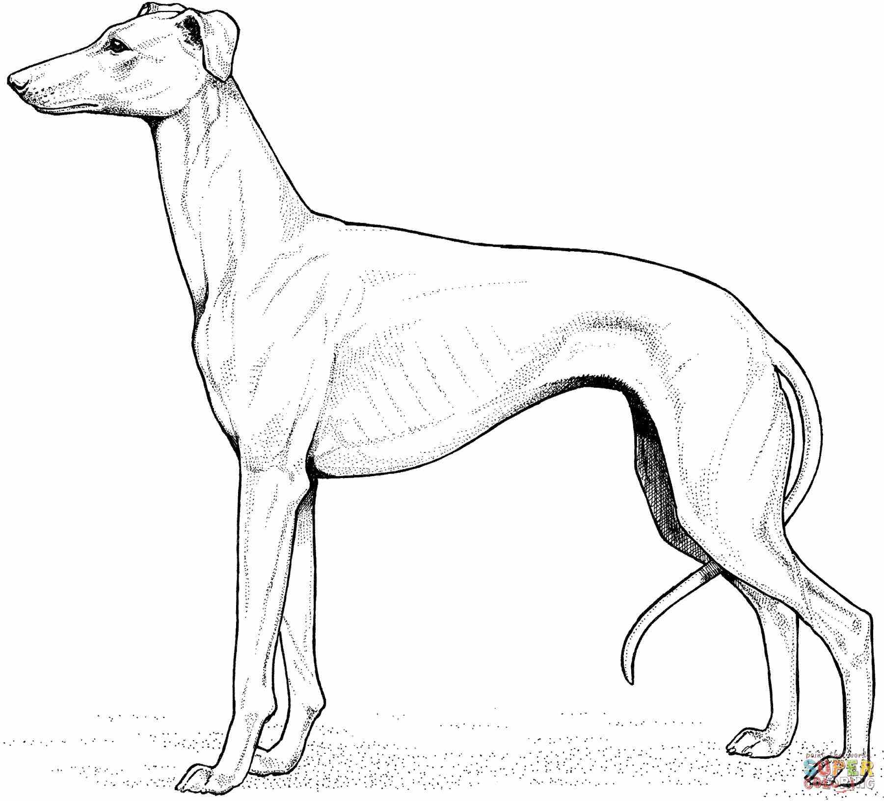 1801x1632 Labrador Coloring Pages