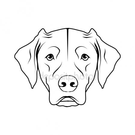 450x450 Labrador Isolated Stock Vectors, Royalty Free Labrador Isolated