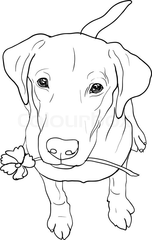 509x800 Young Labrador Retriever Is Sitting And Hold Flower In The Mouth