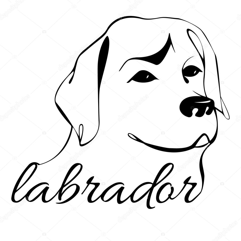1024x1024 Labrador Dog Head Stock Vector