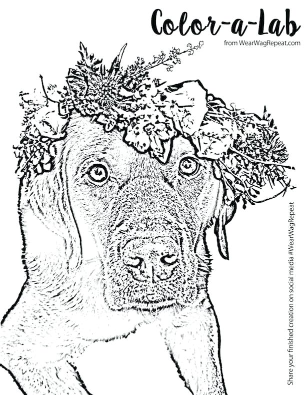 610x789 Labrador Retriever Coloring Pages