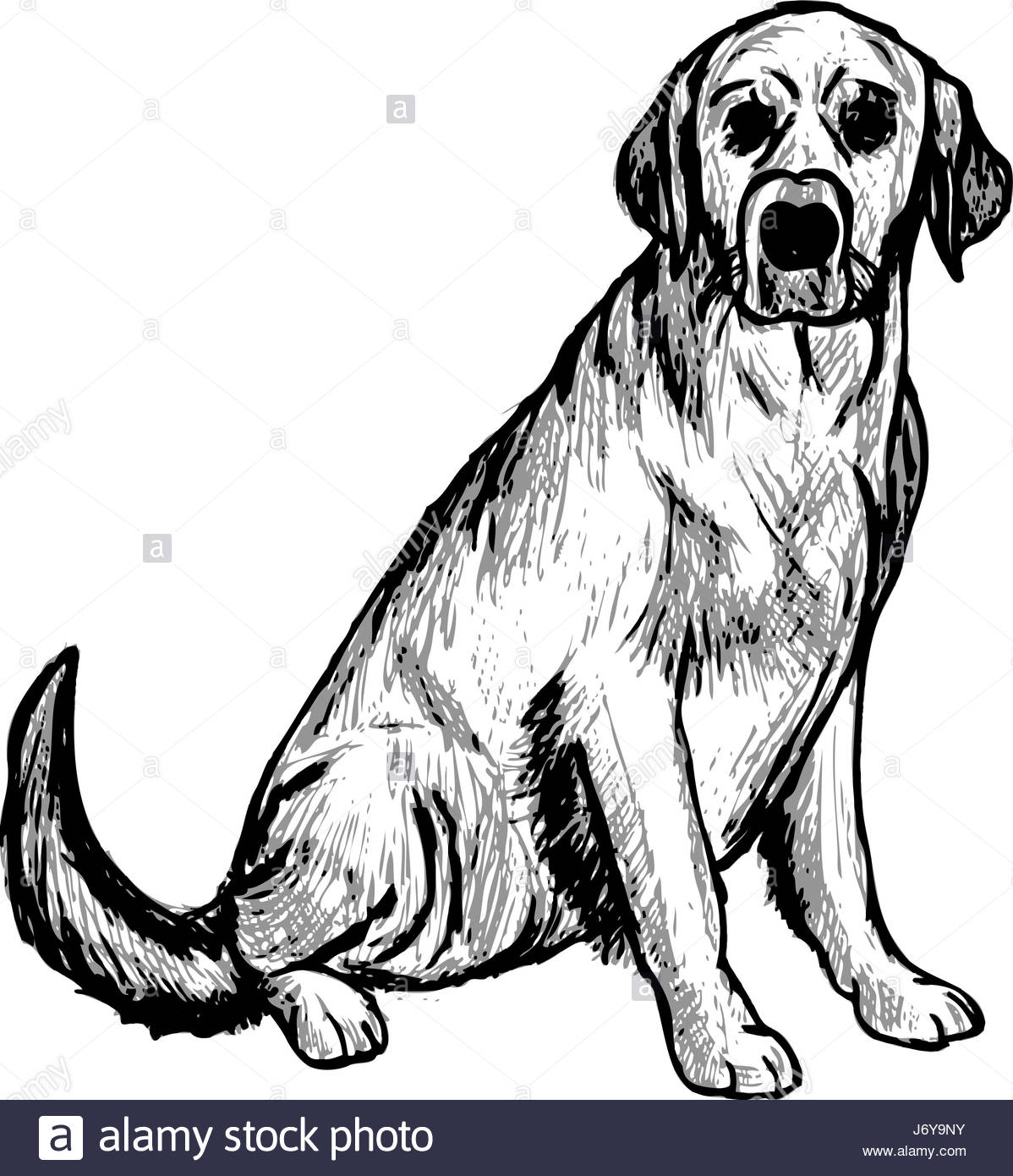 1198x1390 Cartoon Illustration Labrador Retriever Stock Photos Amp Cartoon