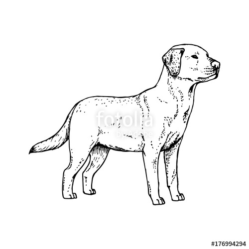 500x500 Hand Drawn Dog Labrador. Vector Sketch. Stock Image And Royalty