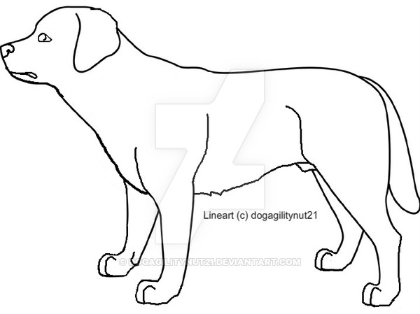 600x449 Labrador Lineart By Dogagilitynut21